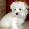 Home raised Maltese dogs