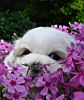 Shih-Tzu puppies for sale