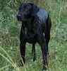 Labrador Retriever puppies for sale 