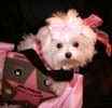 Maltese celebrity dog breeder