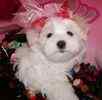 Maltipoo puppies for sale 