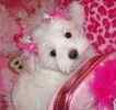 Maltipoo puppies for sale 