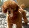Toy Poodle puppies for sale 
