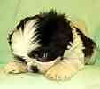 Shih Tzu puppies for sale