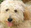 Goldendoodle puppies for sale 