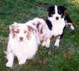 Australian Shepherd puppies for sale 