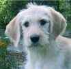 Labradoodle puppies for sale 