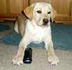 Labrador Retriever puppies for sale 