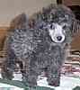 Toy Poodle puppies for sale