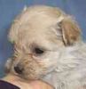 Maltipoo puppies for sale