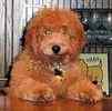 Goldendoodle puppies for sale 