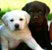 English Labrador Retriever puppies for sale 
