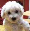 Bichon Frise puppies for sale 