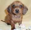 Miniature Dachshund puppies for sale 