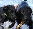 Labrador Retriever puppies for sale