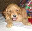 Goldendoodle puppies for sale 
