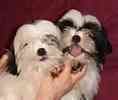 Shih Tzu puppies for sale 