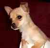 Chihuahua puppies for sale