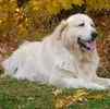 Great Pyrenees puppies for sale 