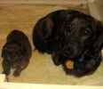 Miniature Dachshund puppies for sale 
