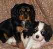 Cavalier King Charles Spaniel puppies for sale 