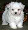 Maltese dog breeder