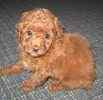 Toy Poodle puppies for sale 