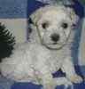 Maltipoo puppies for sale 