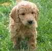 Goldendoodle puppies for sale 