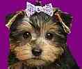 Shih Tzu puppies for sale 