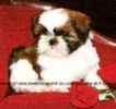 Shih Tzu puppies for sale 