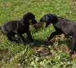 Labrador Retriever puppies for sale 