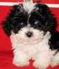 Maltepoo puppies for sale