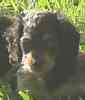 Miniature Dachshund puppies for sale