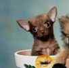 Chihuahua puppies for sale 