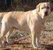 Labrador Retriever puppies for sale 