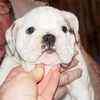 English Bulldog