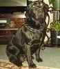 Black Labrador Retriever puppy for sale 
