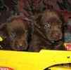 Labrador Retriever puppies for sale 