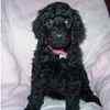 Standard Poodle puppies for sale