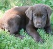 Labrador Retriever puppies for sale 