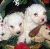 Bichon Frise puppies for sale 