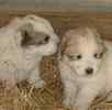 Great Pyrenees puppies for sale 