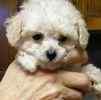 Toy Poodle puppies for sale 