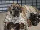 English Mastiff puppies for sale 