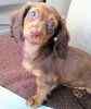 Miniature Dachshund puppies for sale