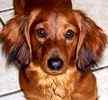 Dachshund puppies for sale