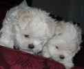 AKC Malteses for sale
