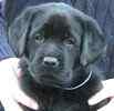 Labrador Retriever pupipes for sale 