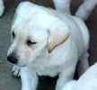 Labrador Retriever puppies for sale 